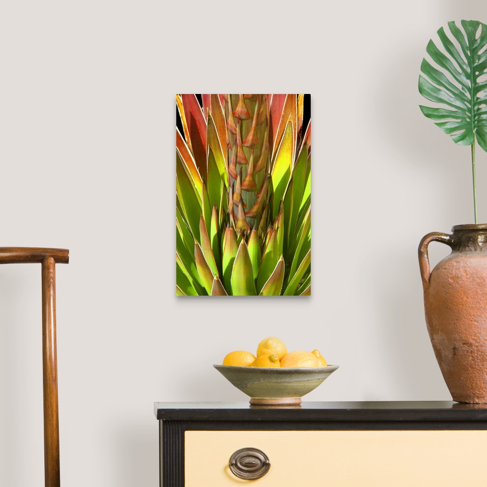 A traditional room featuring Colorful Agave I