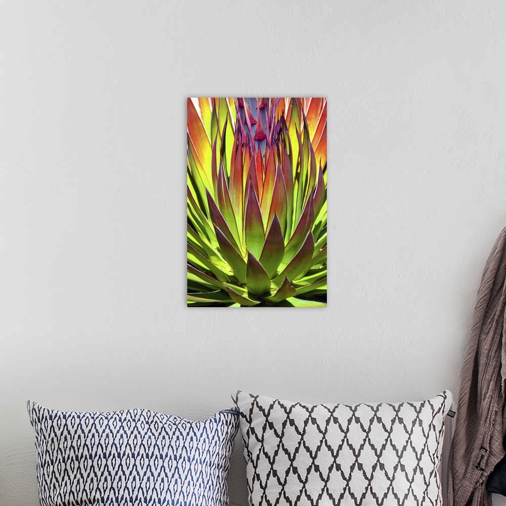 A bohemian room featuring Colorful Agave II