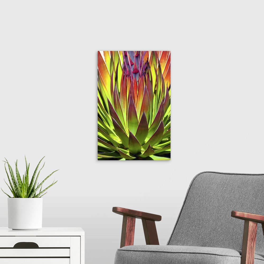 A modern room featuring Colorful Agave II