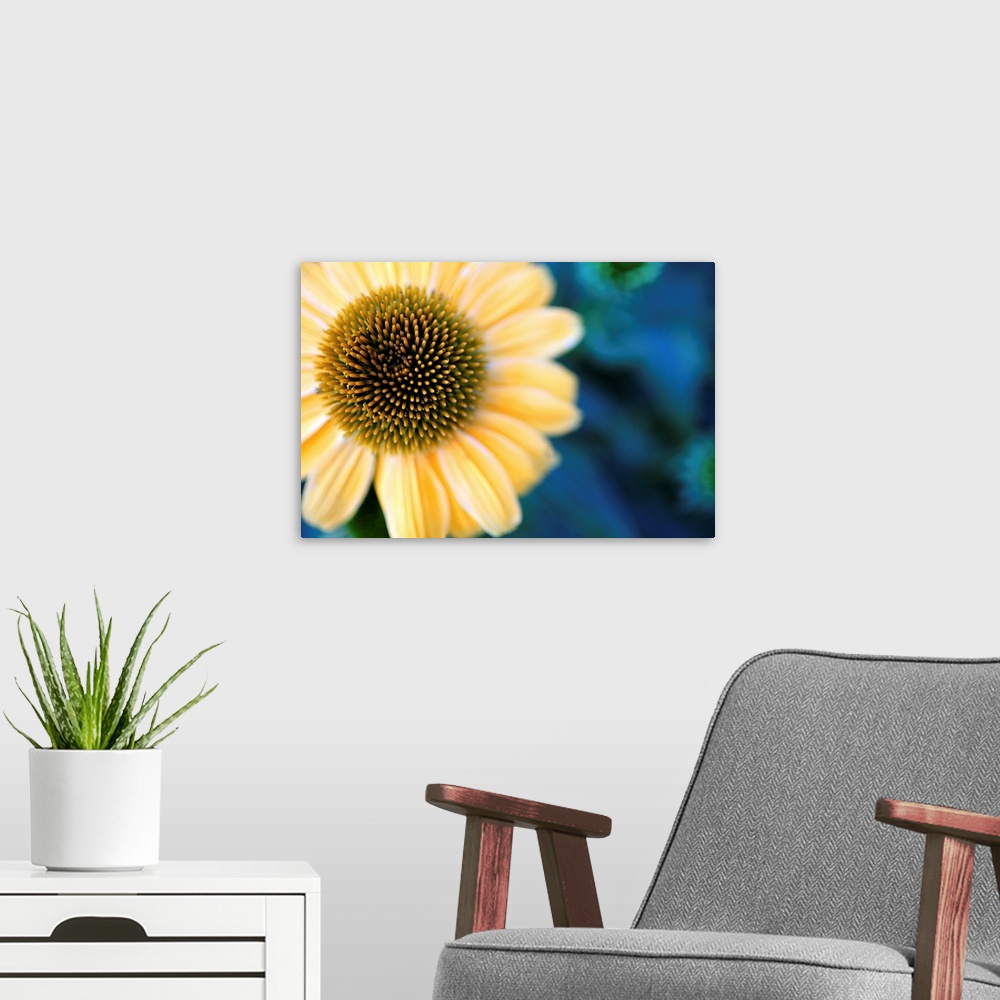 A modern room featuring Cone Flowers I