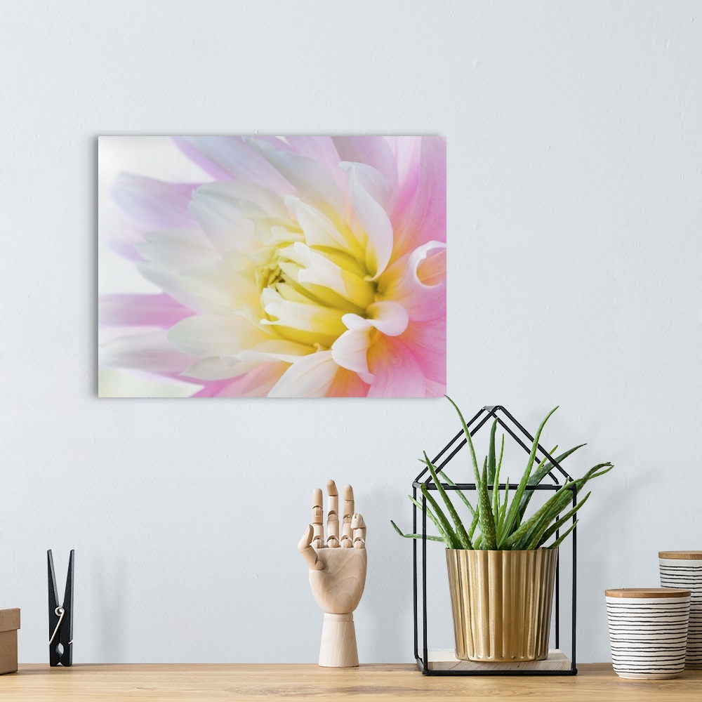 A bohemian room featuring Close up of the center of a pastel-colored dahlia flower.