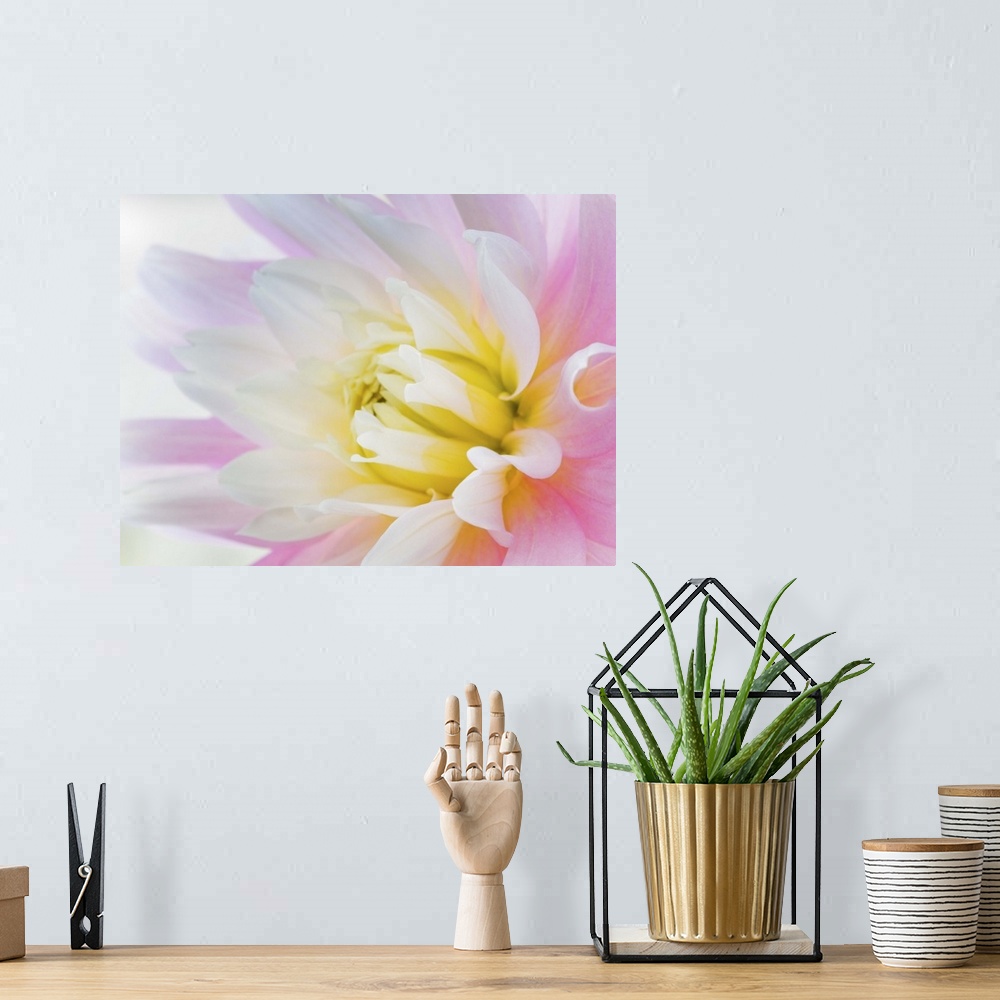 A bohemian room featuring Close up of the center of a pastel-colored dahlia flower.