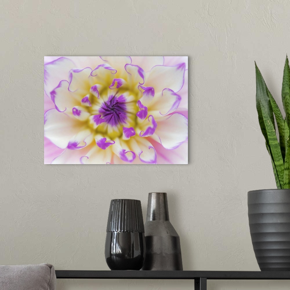 A modern room featuring Close up of the center of a pastel-colored dahlia flower.