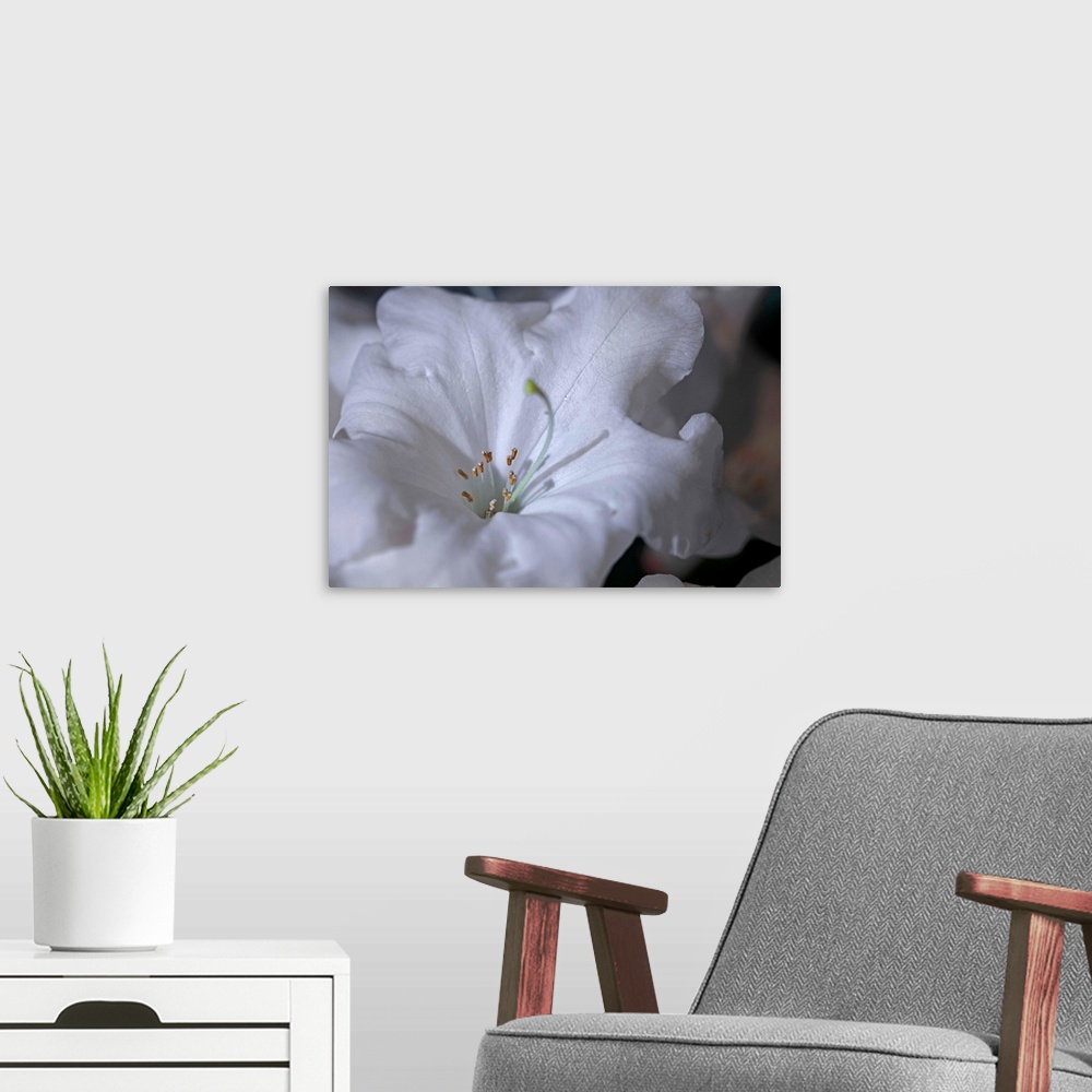 A modern room featuring Delicate Blossoms I