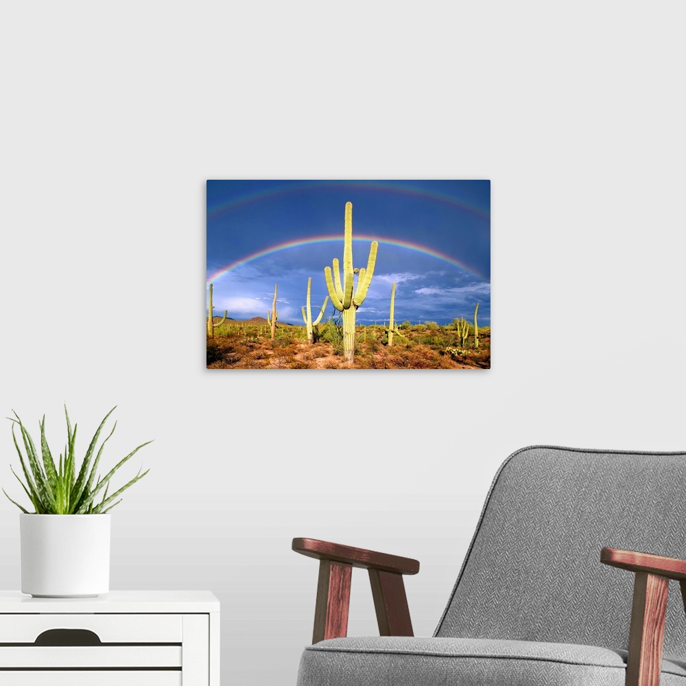 A modern room featuring Photograph of a double rainbow over a desert full of cacti.