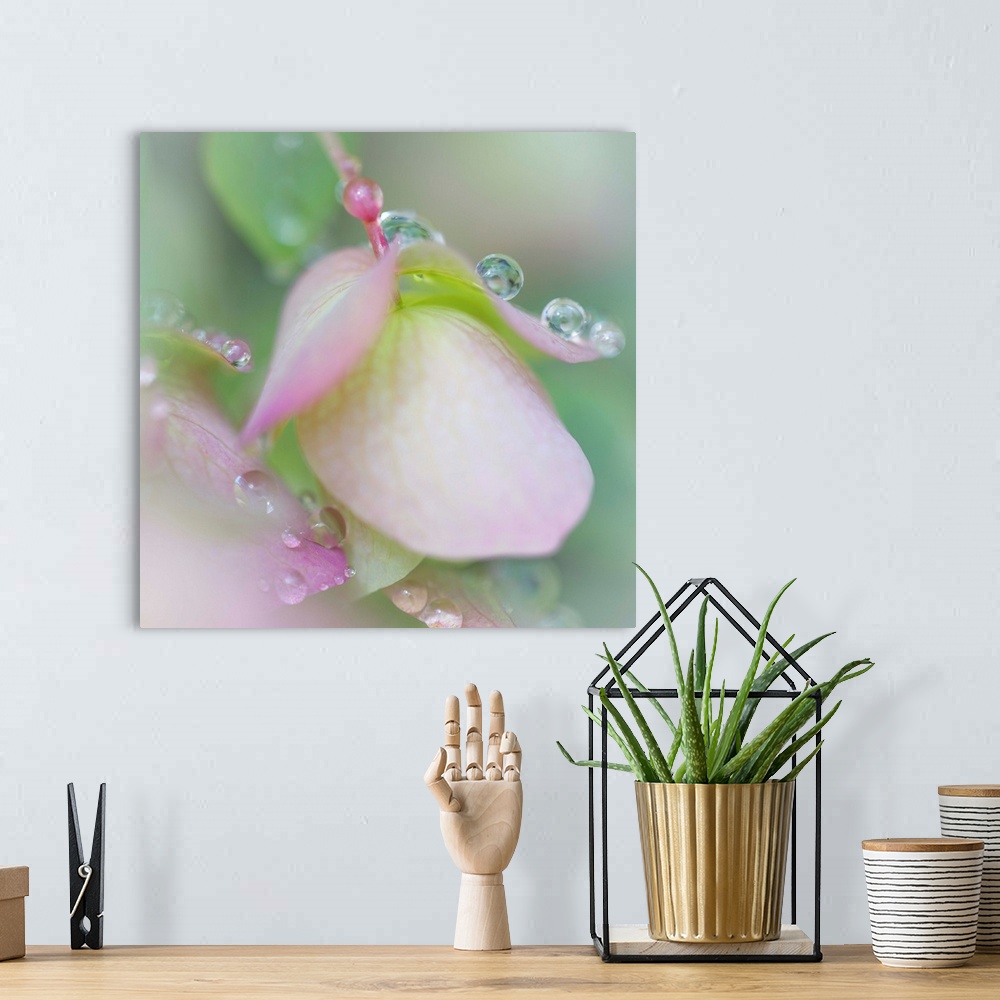 A bohemian room featuring Small round droplets of dew on the petals of a pink flower.