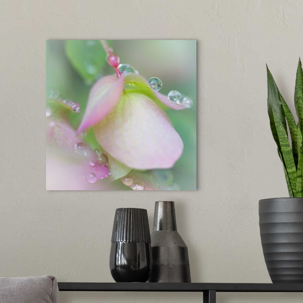 A modern room featuring Small round droplets of dew on the petals of a pink flower.