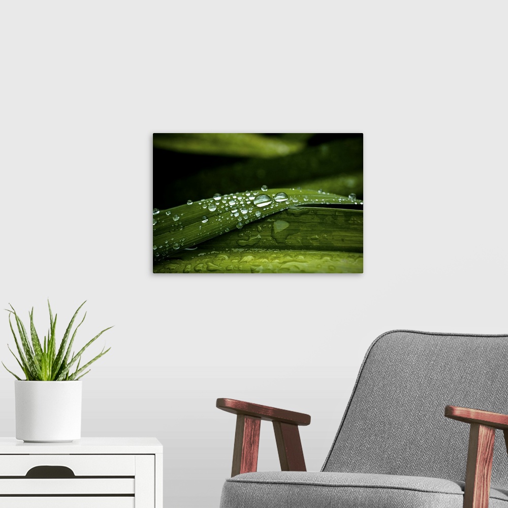 A modern room featuring Dew on Grass
