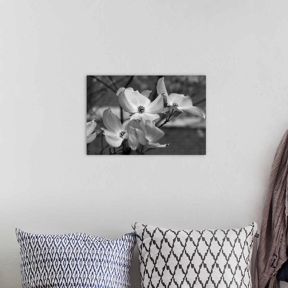 A bohemian room featuring Dogwood Blossoms Black and White I