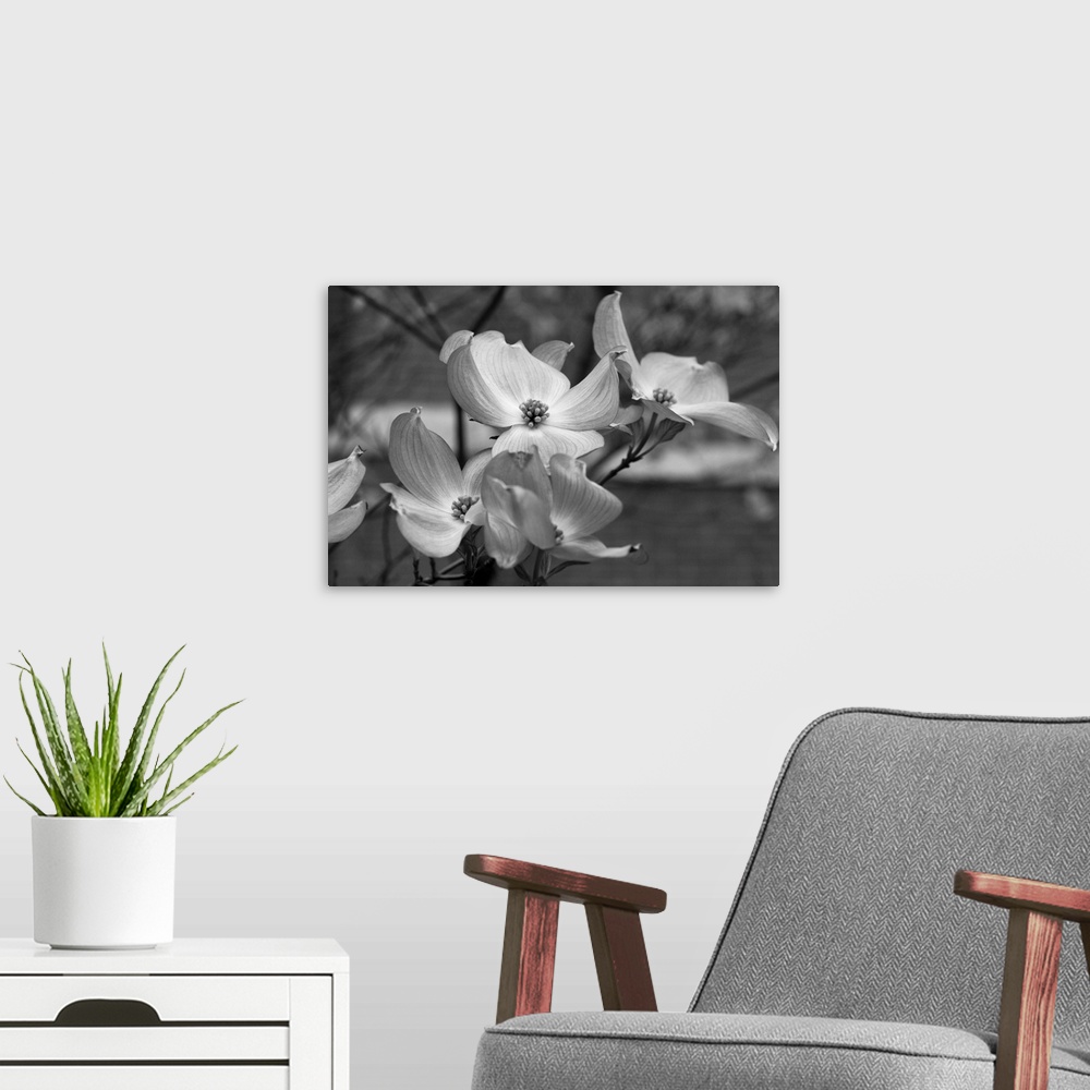A modern room featuring Dogwood Blossoms Black and White I