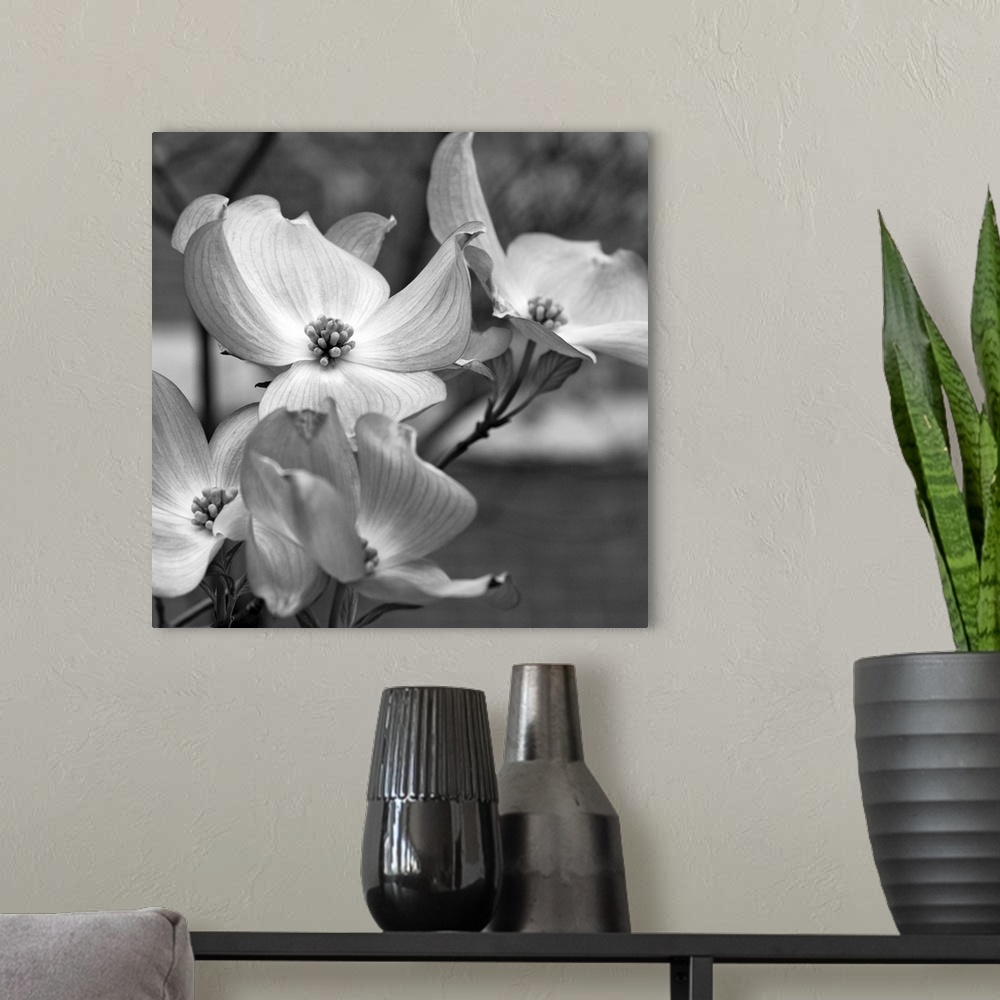 A modern room featuring Dogwood Blossoms Black and White I, Square