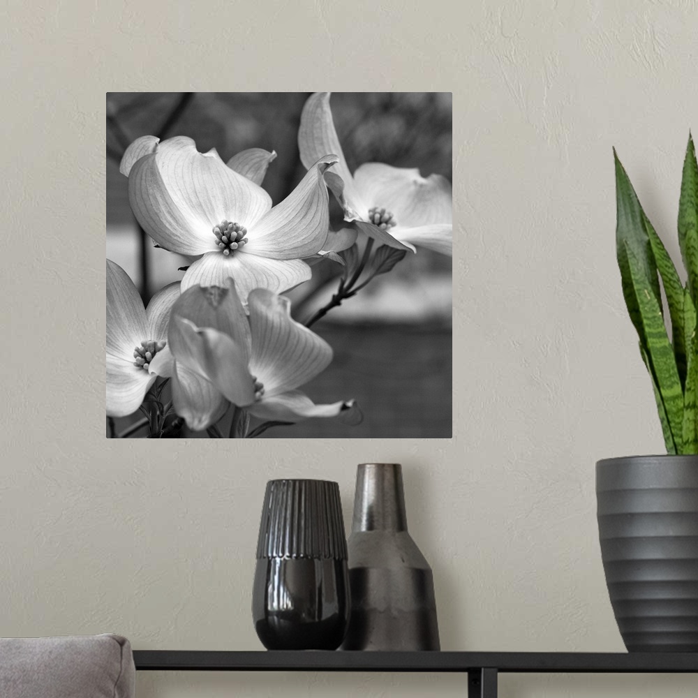 A modern room featuring Dogwood Blossoms Black and White I, Square
