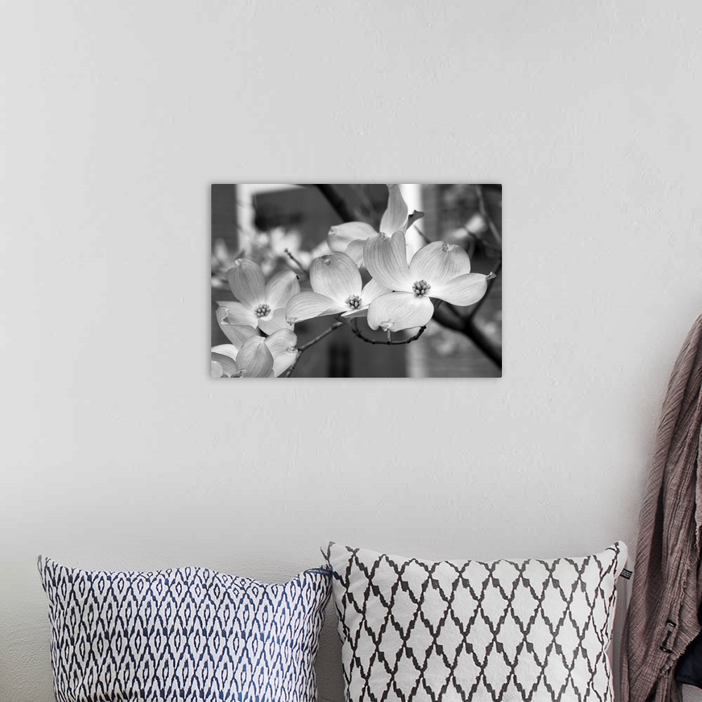 A bohemian room featuring Dogwood Blossoms Black and White II