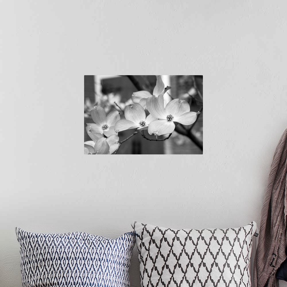 A bohemian room featuring Dogwood Blossoms Black and White II