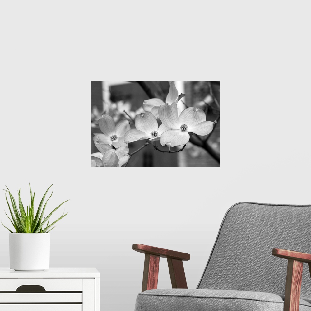 A modern room featuring Dogwood Blossoms Black and White II
