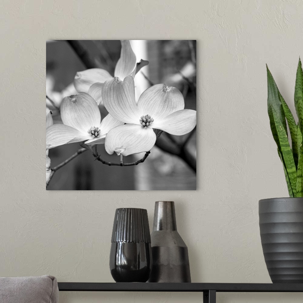 A modern room featuring Dogwood Blossoms Black and White II, Square