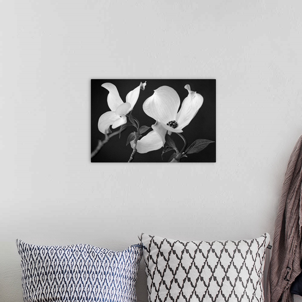 A bohemian room featuring Up-close photograph of two flower blossoms.