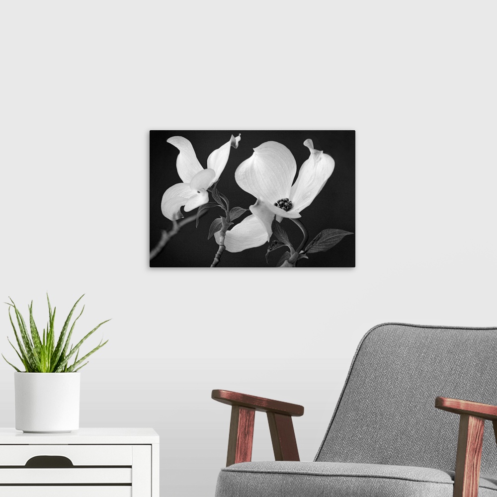 A modern room featuring Up-close photograph of two flower blossoms.