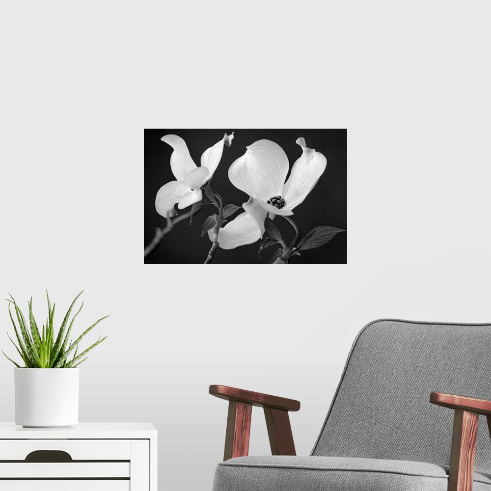 A modern room featuring Up-close photograph of two flower blossoms.