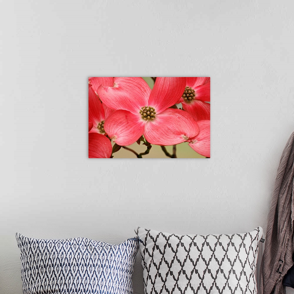 A bohemian room featuring Large canvas print of the up close of flowers on a tree with their branches in the background.