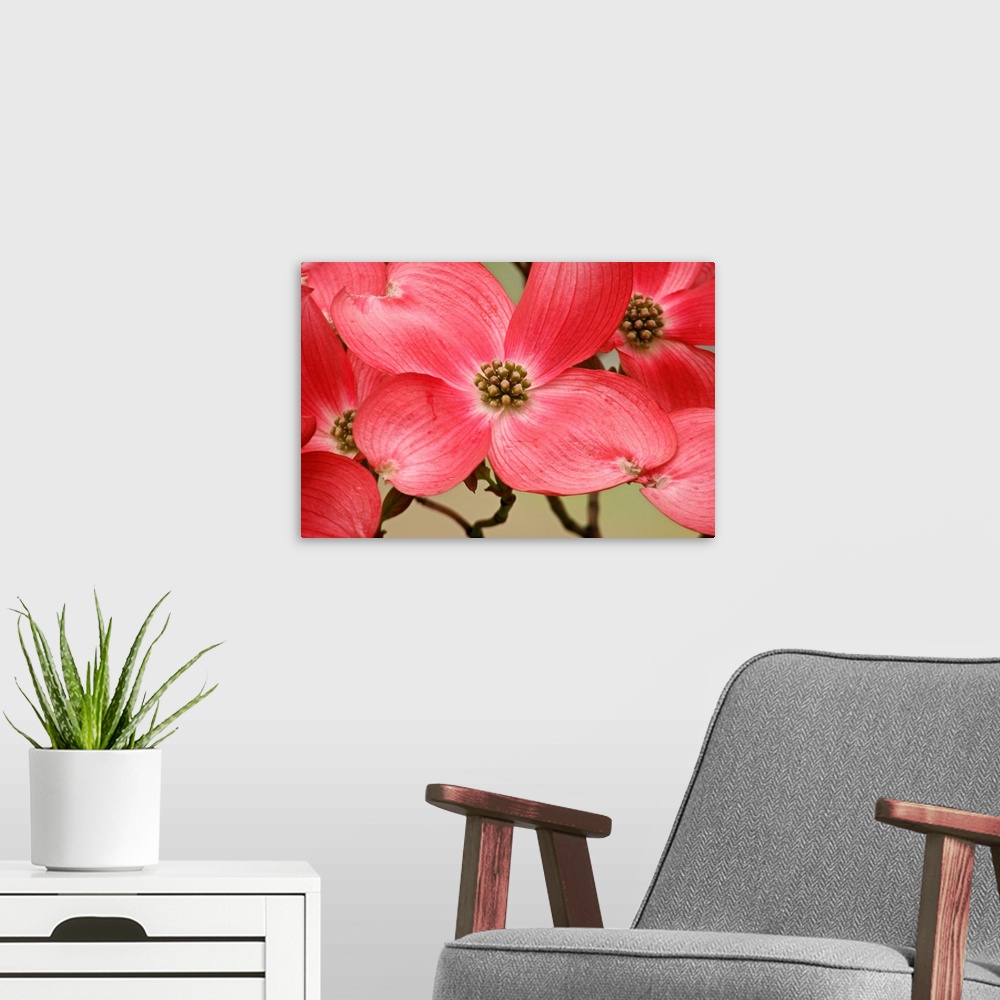 A modern room featuring Large canvas print of the up close of flowers on a tree with their branches in the background.