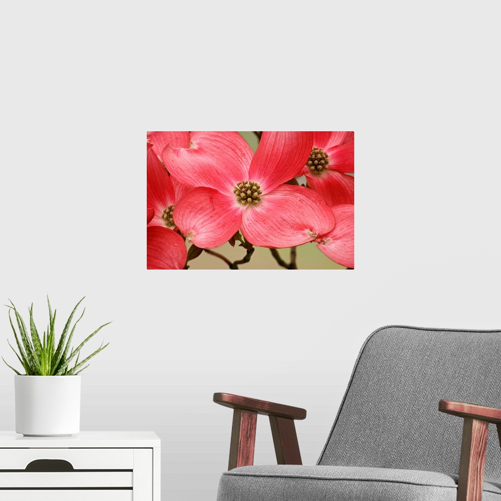 A modern room featuring Large canvas print of the up close of flowers on a tree with their branches in the background.