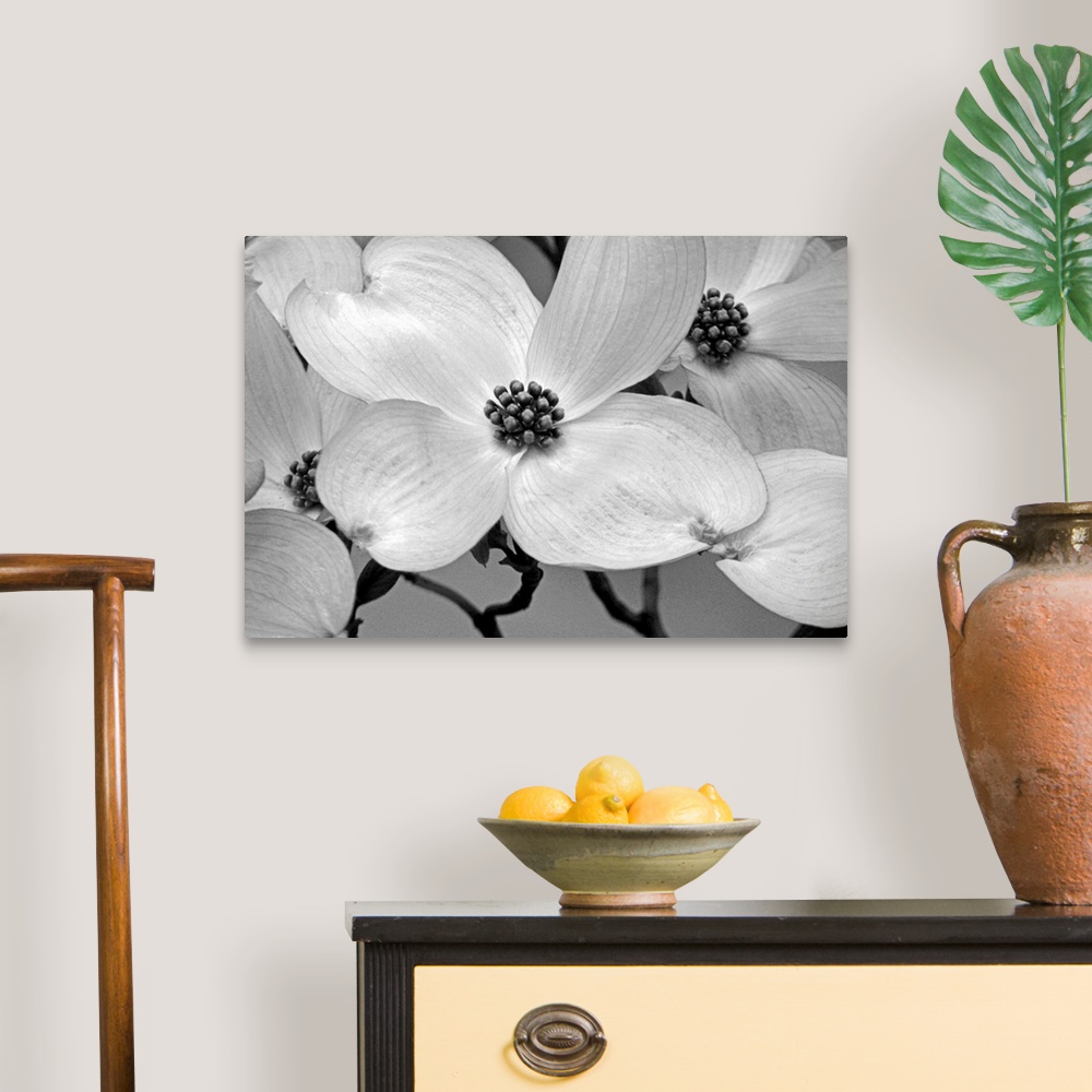 A traditional room featuring Close up, horizontal photograph of dogwood blossoms.