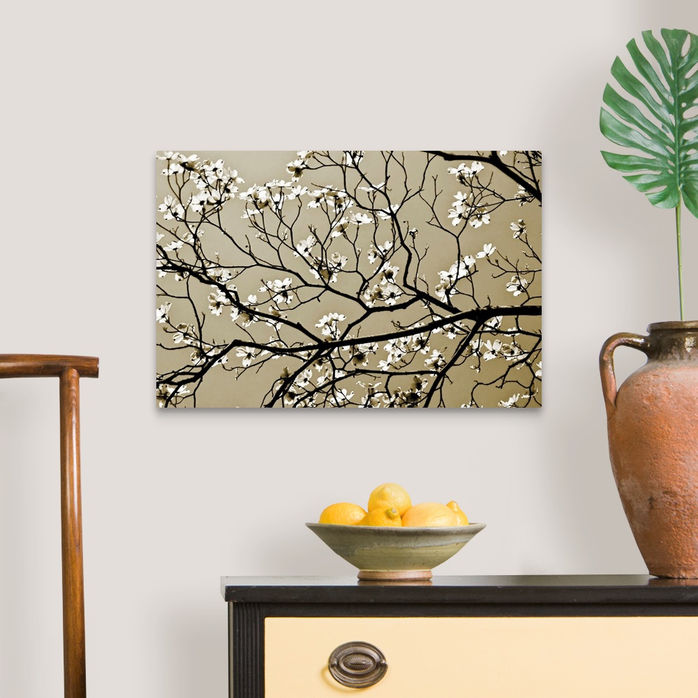 A traditional room featuring A close up of branches silhouetted against the sky with offshoots of new spring blossoms.