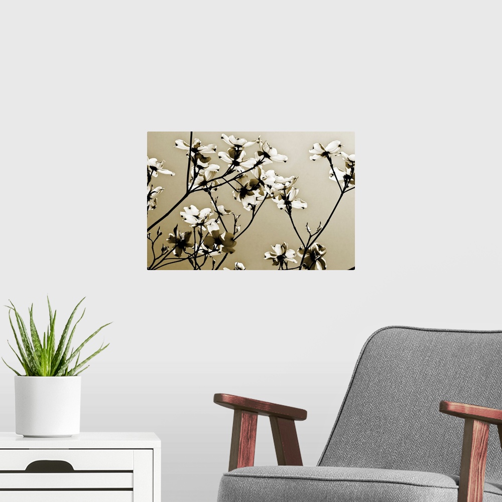 A modern room featuring Spring blossoms on twiggy branches silhouetted against the sky reaching towards the sun in this h...