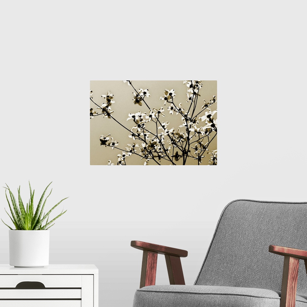 A modern room featuring Large photograph centers on the budding branches of a tree against a bare background.