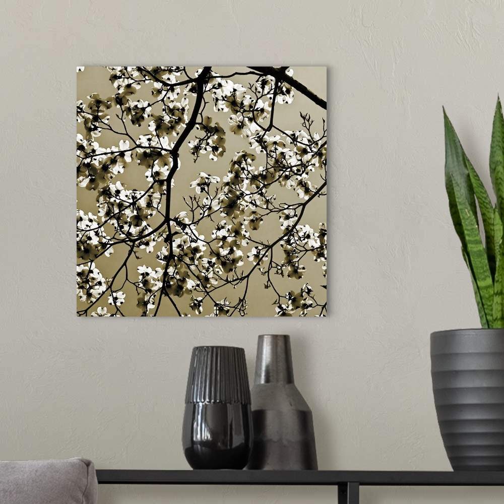 A modern room featuring Square, oversized photograph of small branches of a dogwood tree with many clusters of blooms in ...