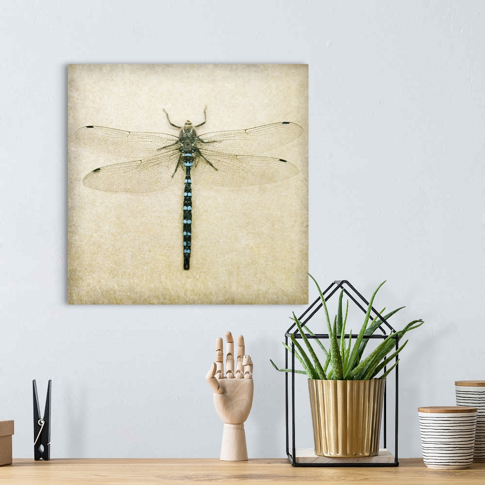 A bohemian room featuring Dragonfly I