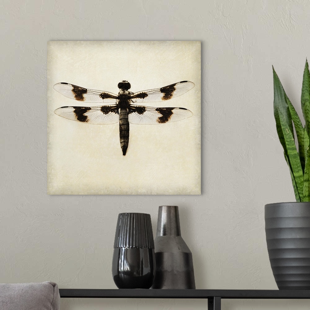 A modern room featuring Dragonfly II