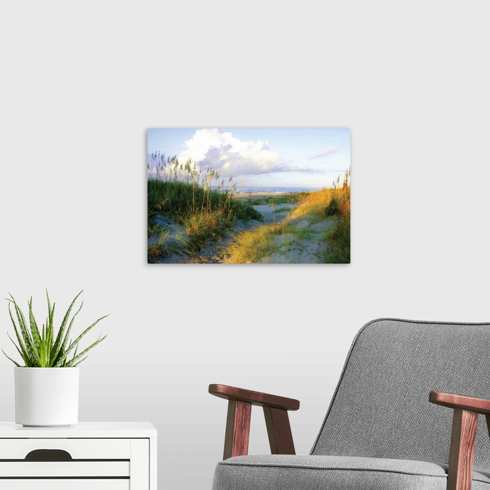 A modern room featuring This big wall art picture shows a pathway through the grass covered dunes down to the sandy beach...
