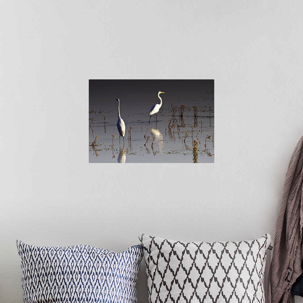 A bohemian room featuring Early Morning Egrets 1