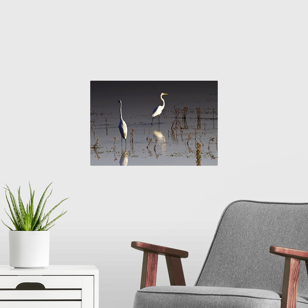 A modern room featuring Early Morning Egrets 1