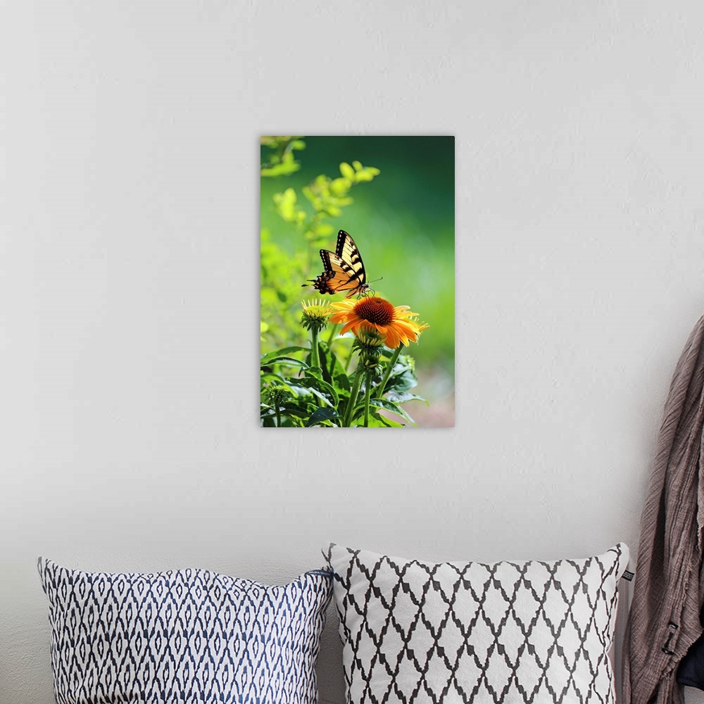 A bohemian room featuring Eastern Tiger Swallowtail