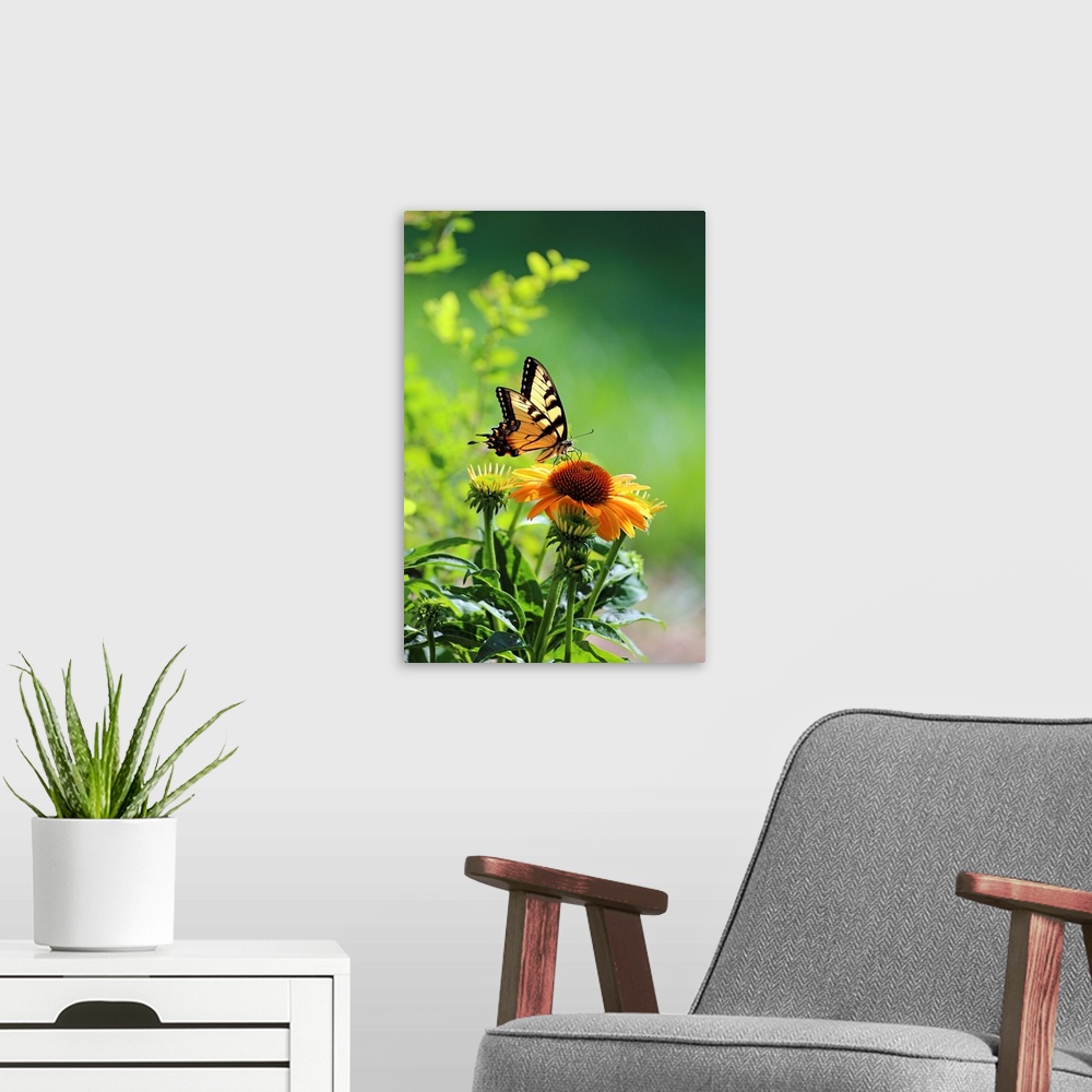A modern room featuring Eastern Tiger Swallowtail