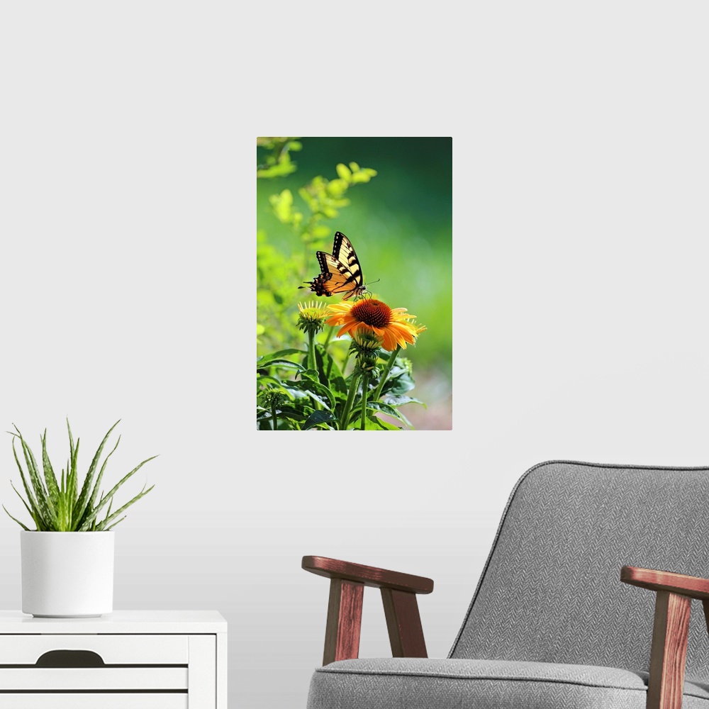 A modern room featuring Eastern Tiger Swallowtail