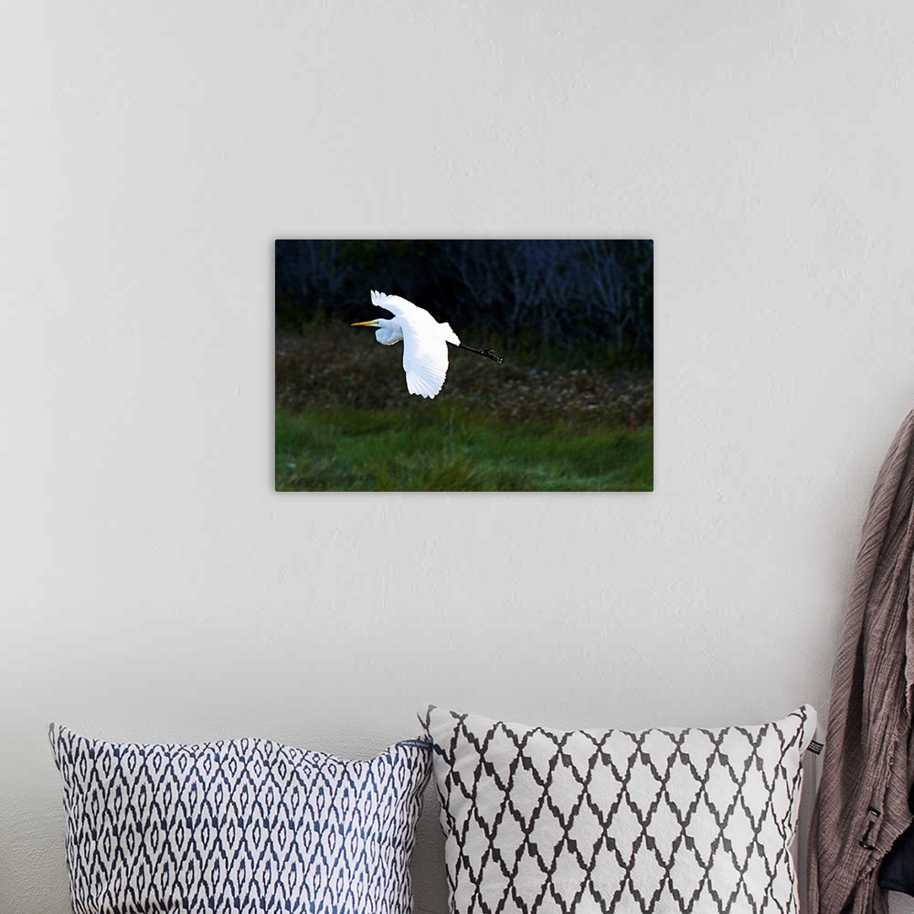 A bohemian room featuring Egret in Flight 1