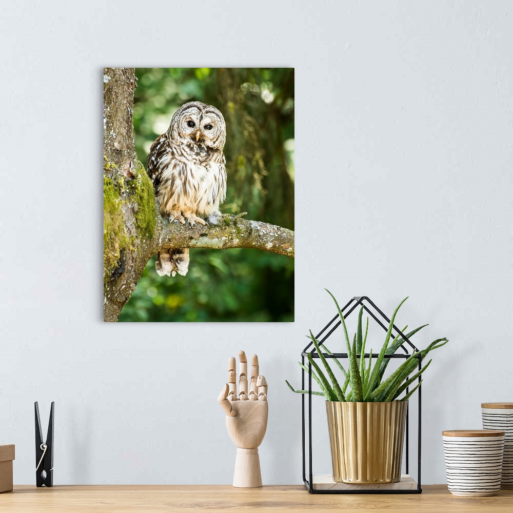 A bohemian room featuring Wildlife photograph of an owl on a mossy tree branch in the woods.