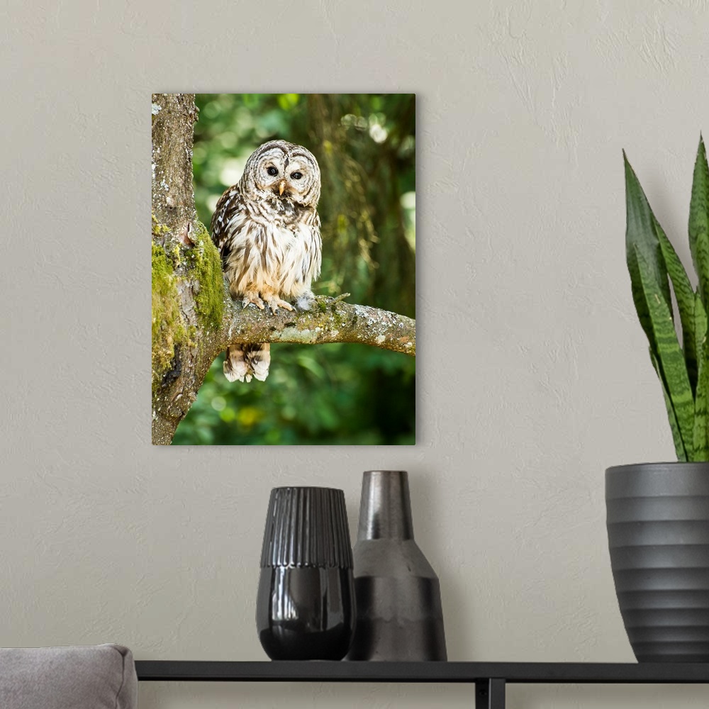 A modern room featuring Wildlife photograph of an owl on a mossy tree branch in the woods.