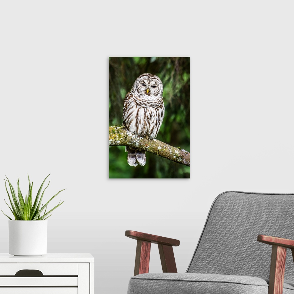 A modern room featuring Wildlife photograph of an owl on a mossy tree branch in the woods.