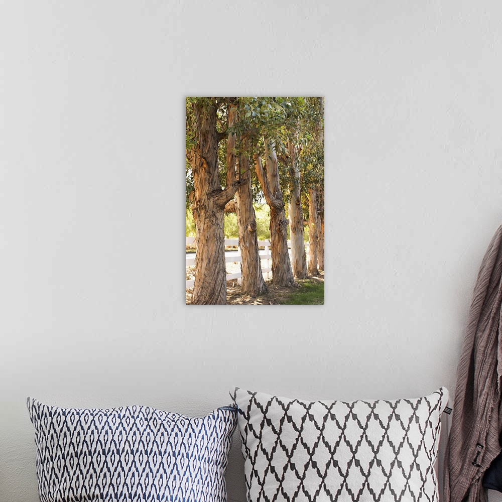 A bohemian room featuring Photograph of a line of eucalyptus trees in front of a white picket fence.