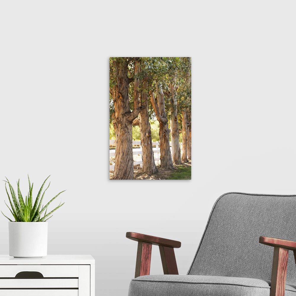 A modern room featuring Photograph of a line of eucalyptus trees in front of a white picket fence.