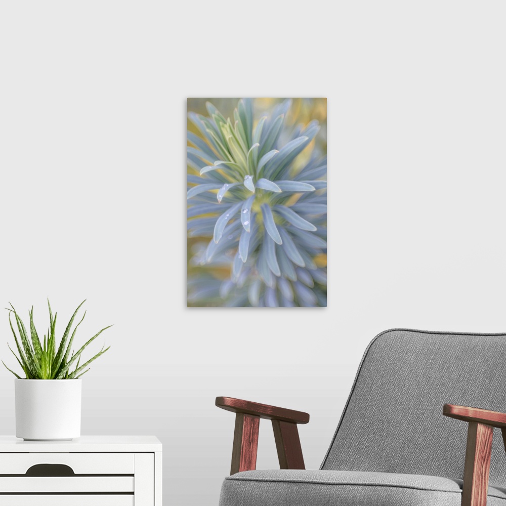 A modern room featuring Euphorbia & Rain Drops I