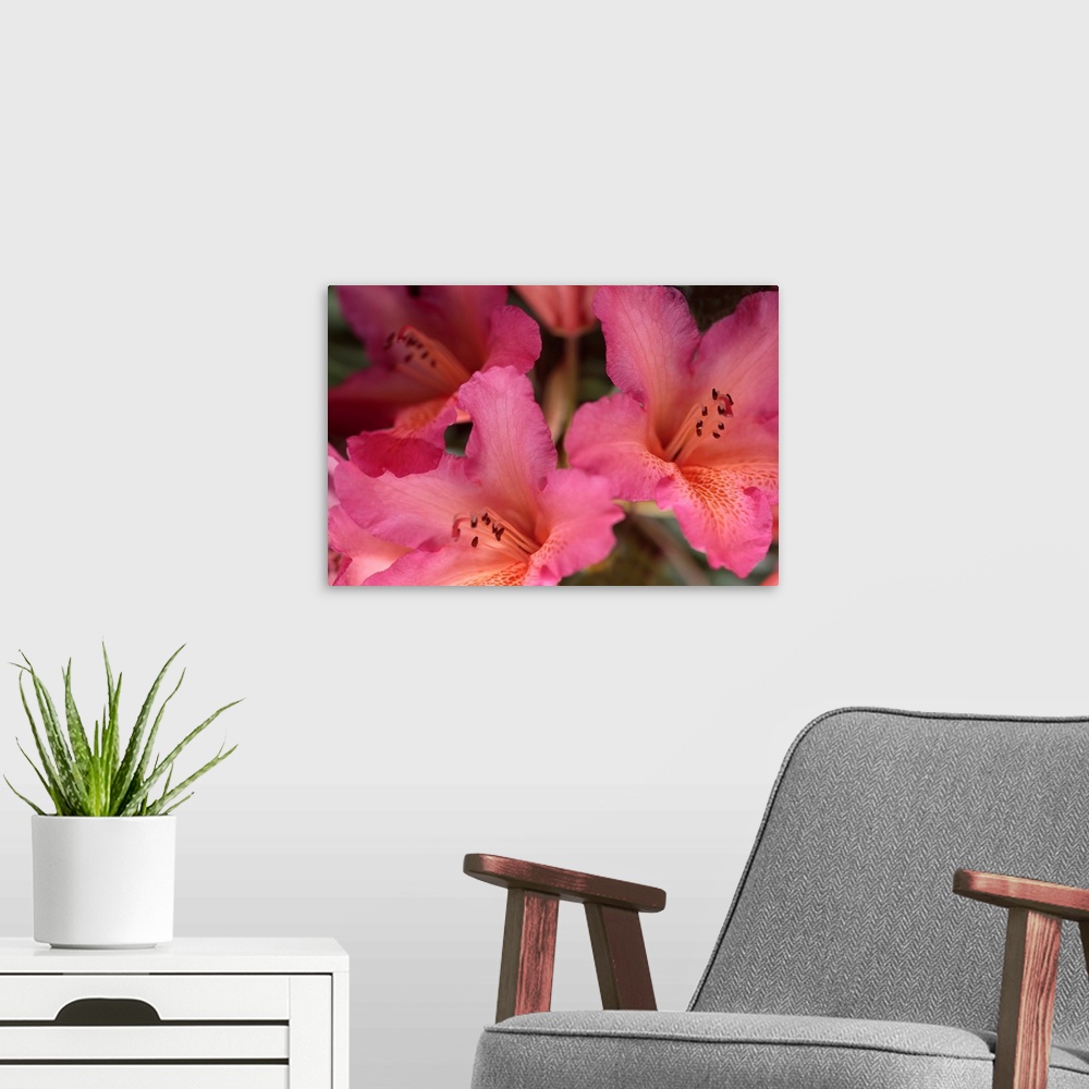 A modern room featuring Exotic Rhodies II