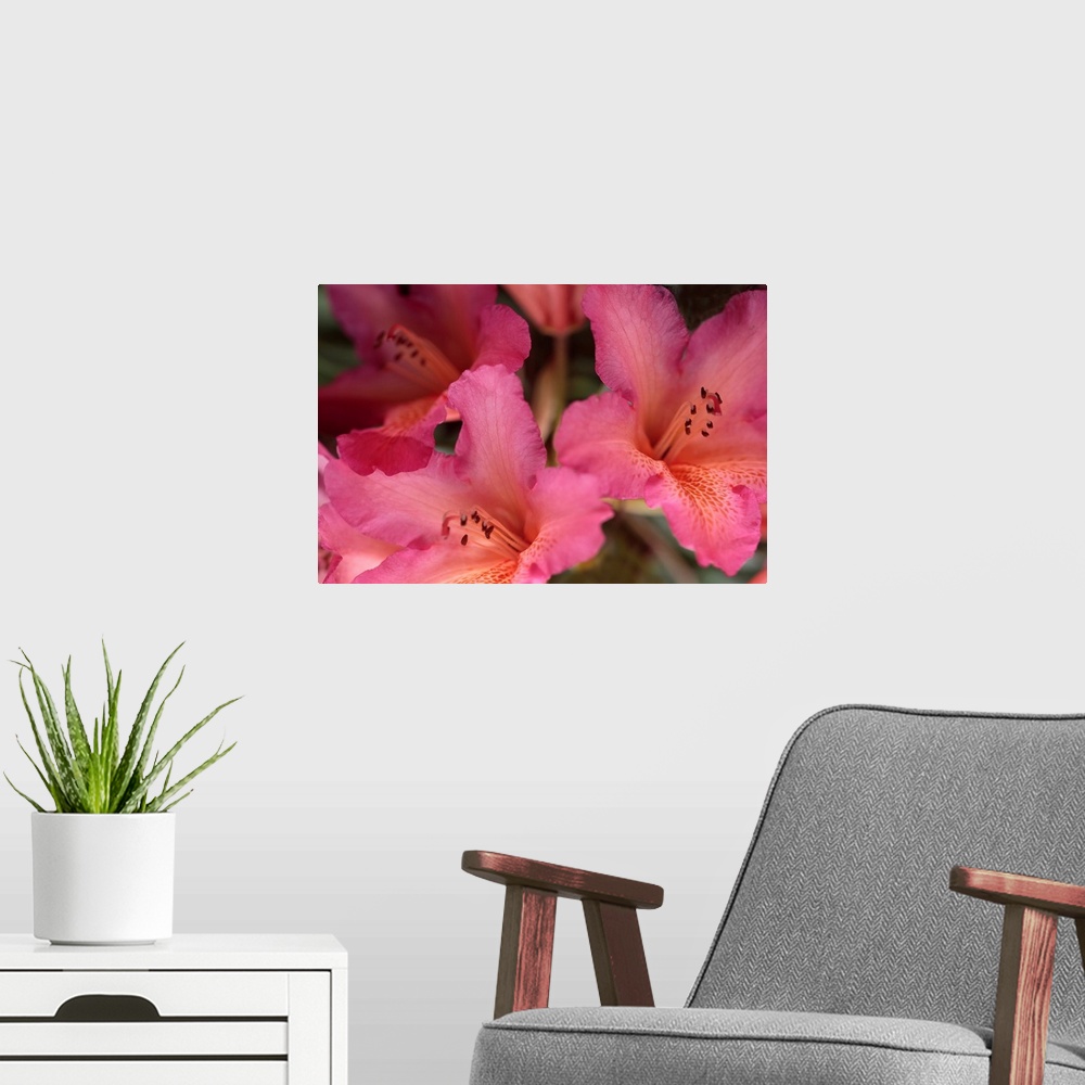 A modern room featuring Exotic Rhodies II