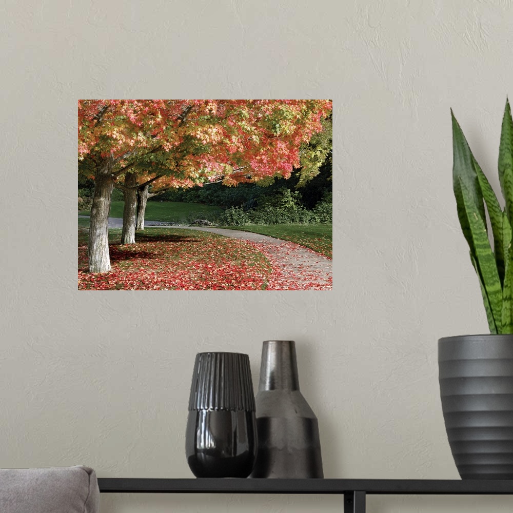 A modern room featuring Photograph of a line of trees with their leaves changing to fall colors and falling to the ground...