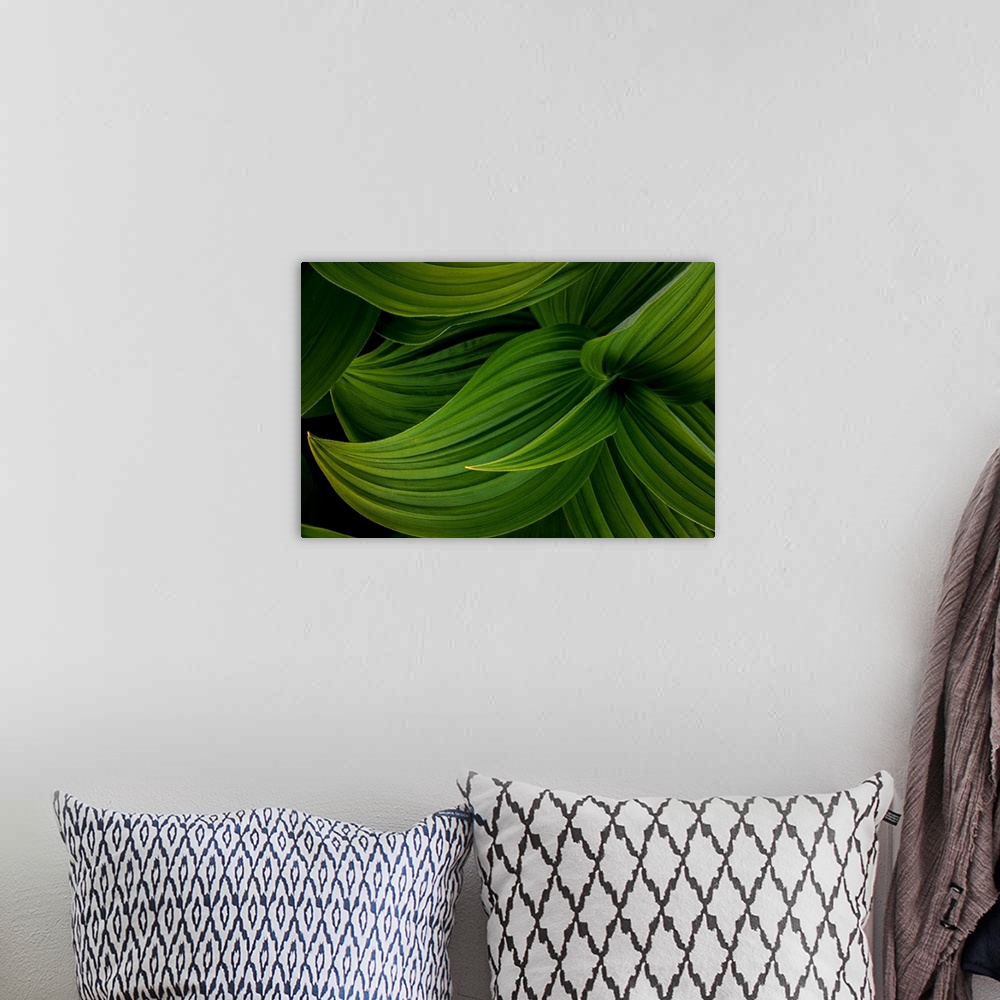 A bohemian room featuring False Hellebore leaves - Canada, British Columbia, Selkirk Mountains.